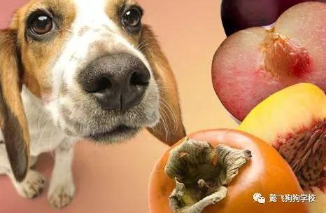 坏的瓜能给狗吃吗视频,坏瓜是否适合作为狗狗的美食？