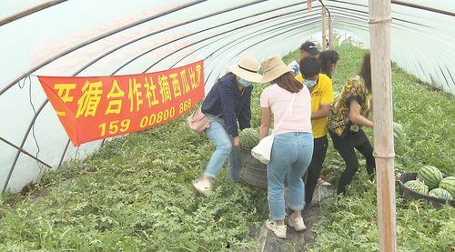 户外吃瓜比赛视频,瓜王争霸，欢乐无限