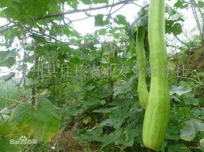 怎么吃砍瓜才好吃视频,视频揭秘怎么吃砍瓜才好吃