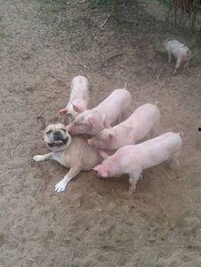 搞笑视频猪吃瓜泡,猪吃瓜泡，笑料横生！