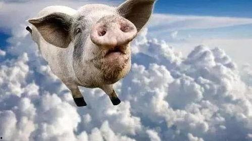 三个猪鼓励的吃瓜视频,三猪共赏欢乐时光