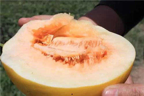 白蜜瓜不甜怎么吃的视频,白蜜瓜不甜的创意食用方法揭秘