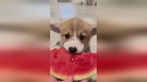 小狗视频吃瓜,小狗表情包走红网络