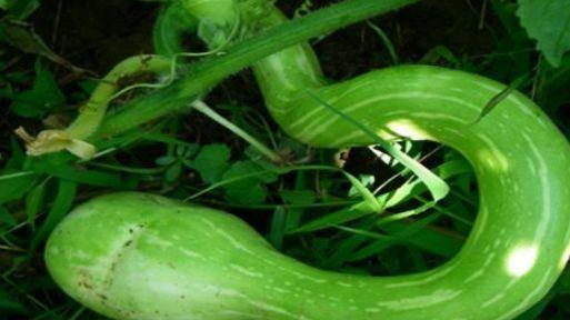 印度人喜欢吃蛇瓜吗视频,揭秘当地人钟爱的蛇瓜之谜