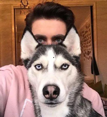 二哈吃龙瓜视频,萌宠美食大作战！