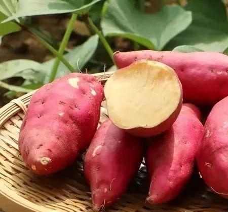 地瓜今日更新吃瓜视频,揭秘娱乐圈幕后故事