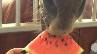 吃瓜拍的视频在哪里看,吃瓜拍视频观看攻略，轻松获取热门内容！