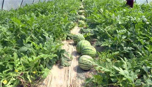 洛阳吃瓜事件视频最新,一场网络热议背后的真相揭秘